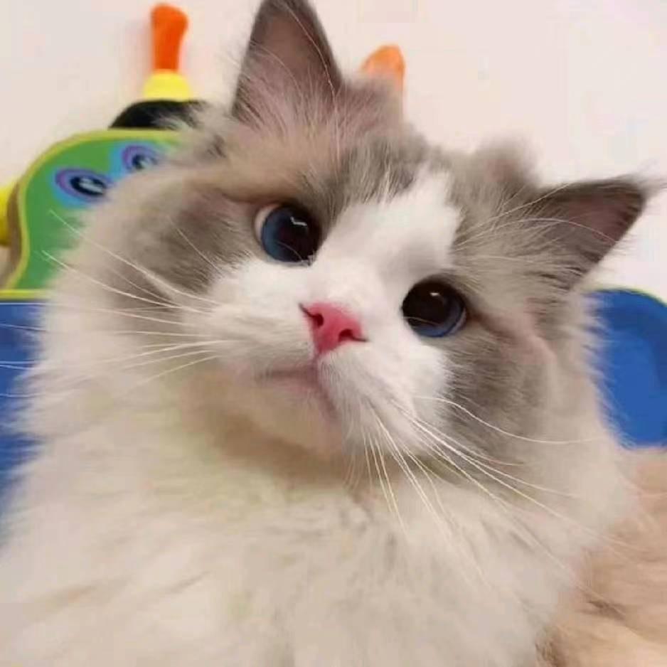 人间富贵花开富贵