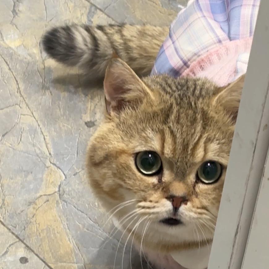 一只矮冬瓜🐱