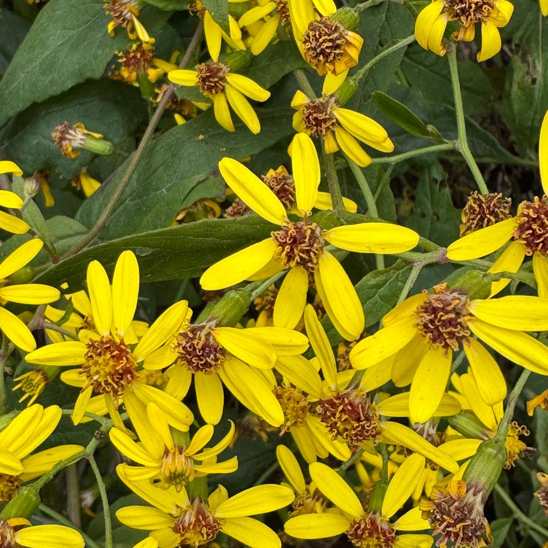 深秋黄菊