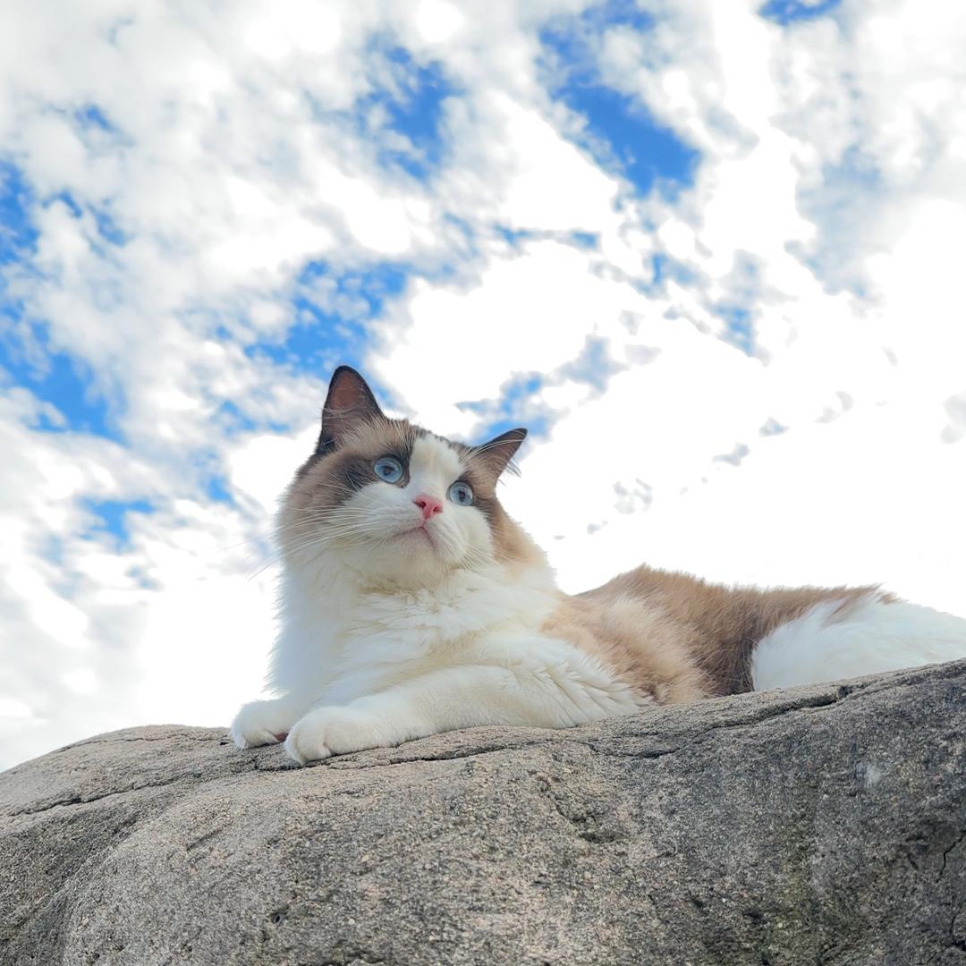 油条是只猫