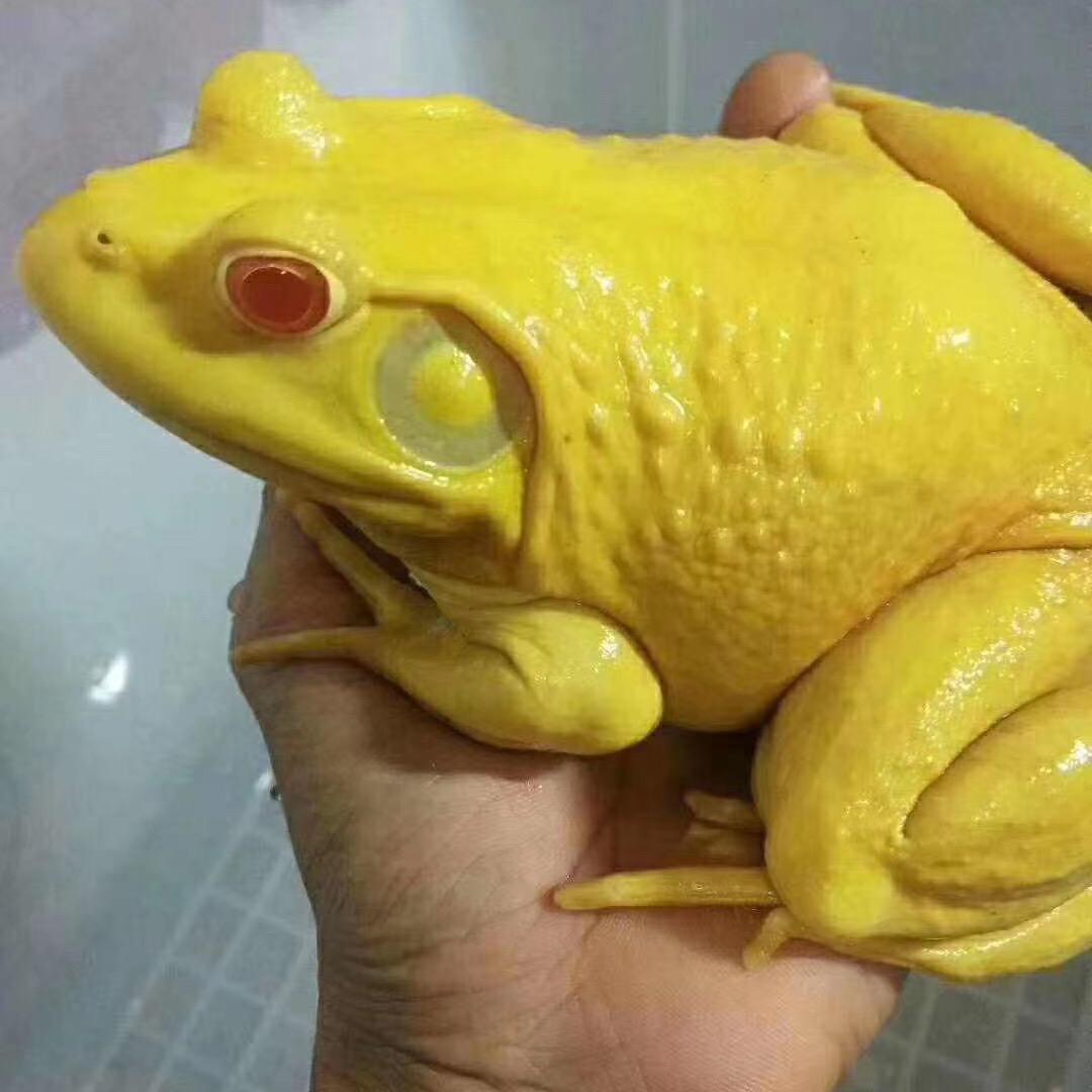 阿和
