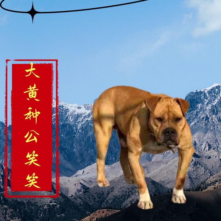 宿迁双沟大黄家族分部