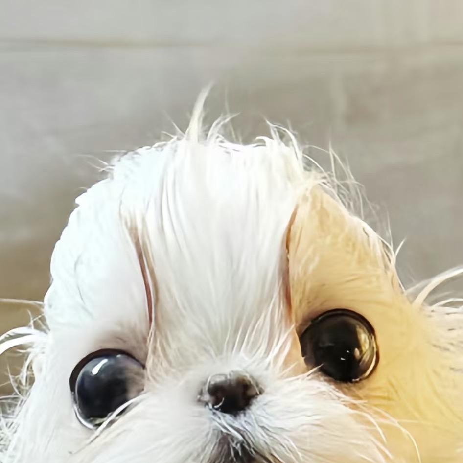 禹森宠物