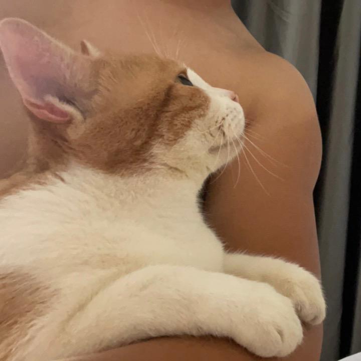 种猫毛🙋🏻‍♂️