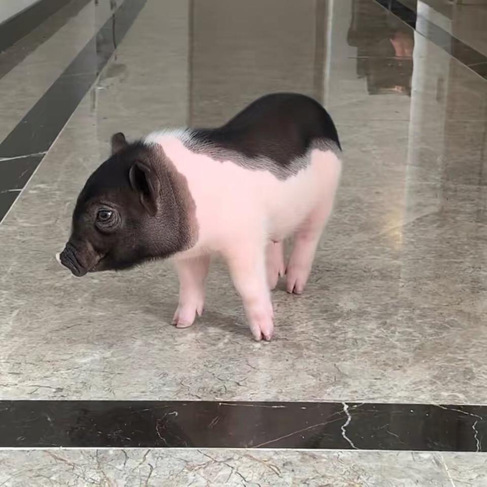 一只小猪🐷