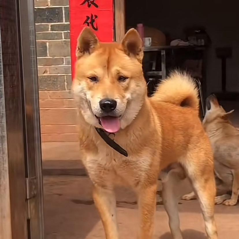广西玉林 阿强犬舍