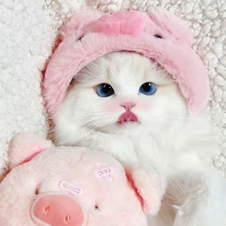 懒猫手写