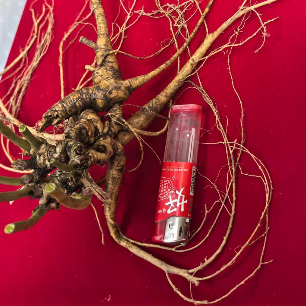 通化聚鑫经济开发区马鑫参业