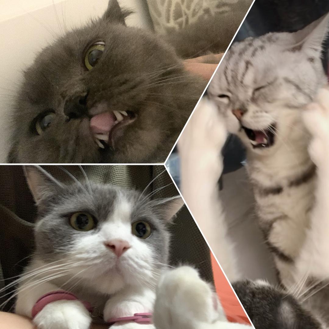 粘嘟饼是三只猫