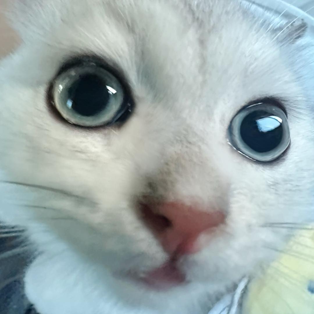 小咪