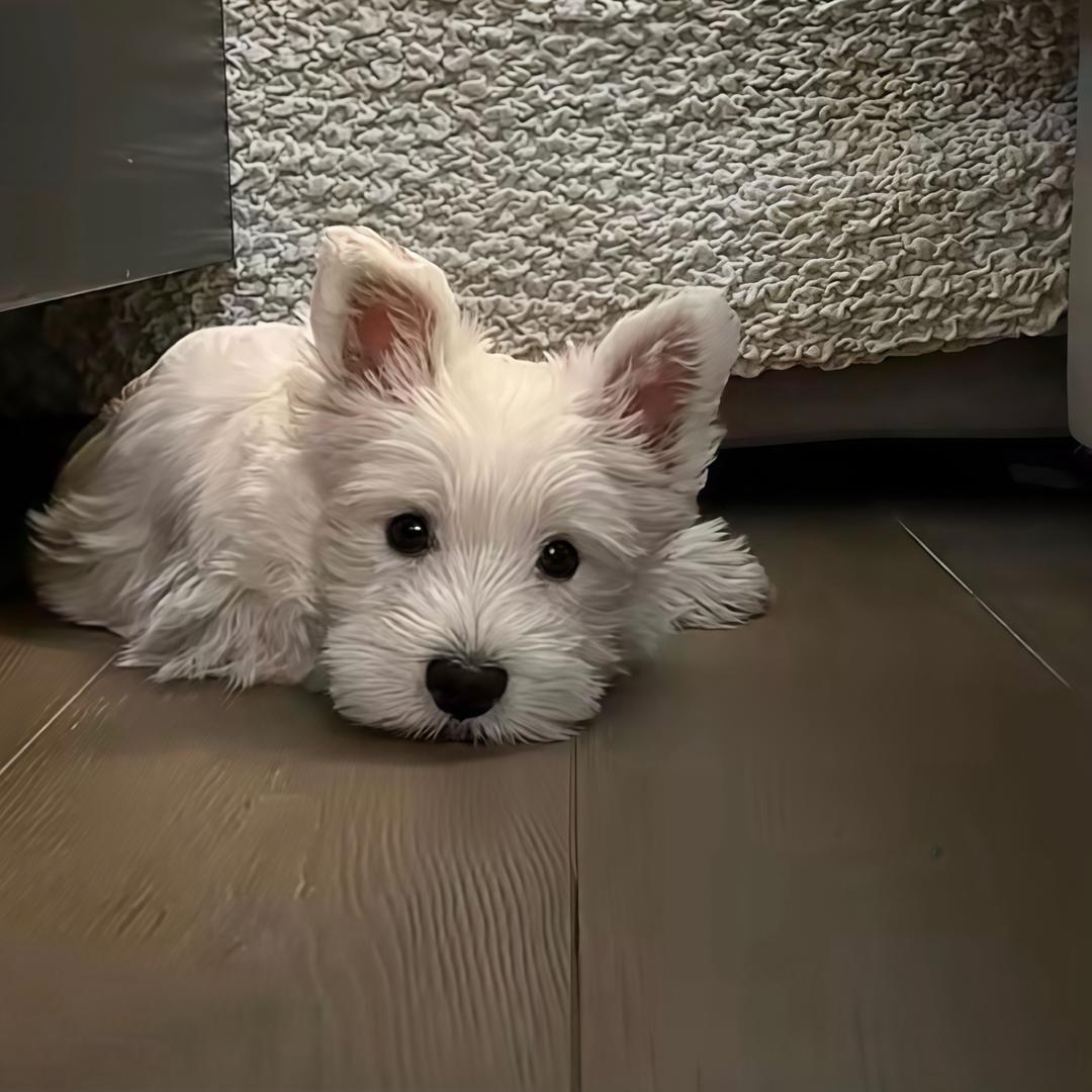 李萧🐑