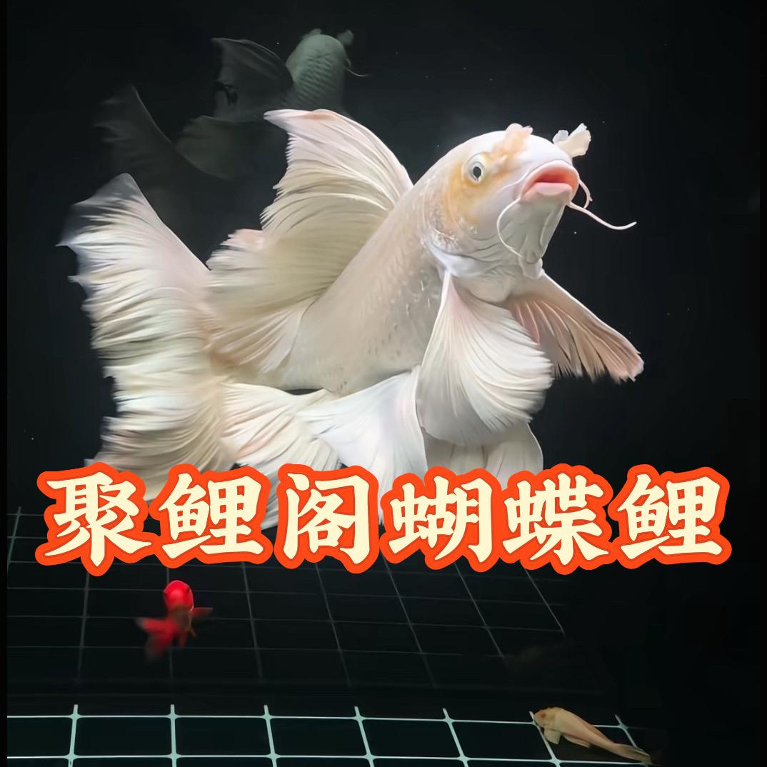 聚鲤阁蝴蝶鲤