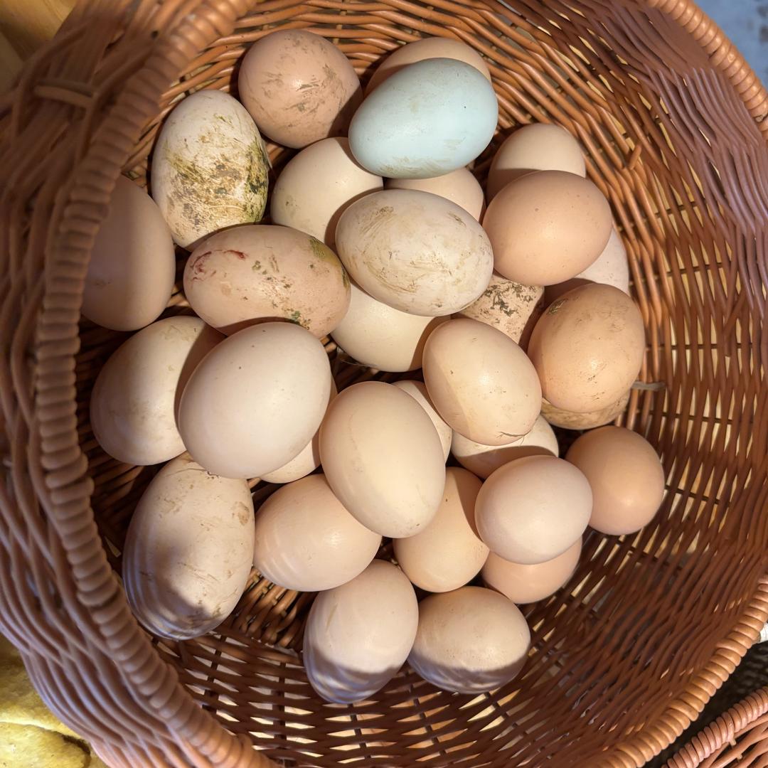 土鸡娃 土鸡蛋蛋（专做土货）