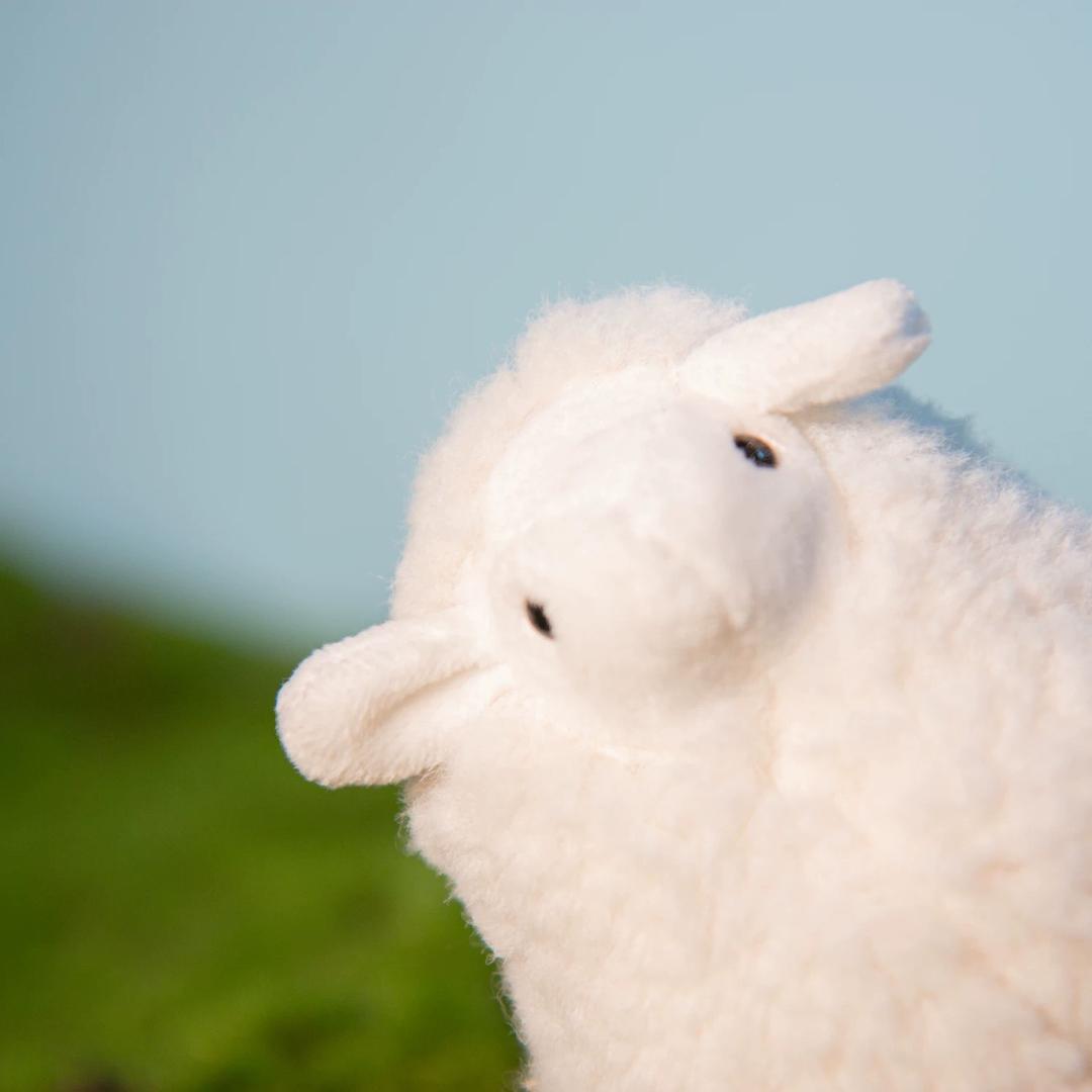 可爱小羊🌙