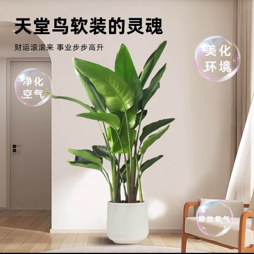 绿植养殖户供应