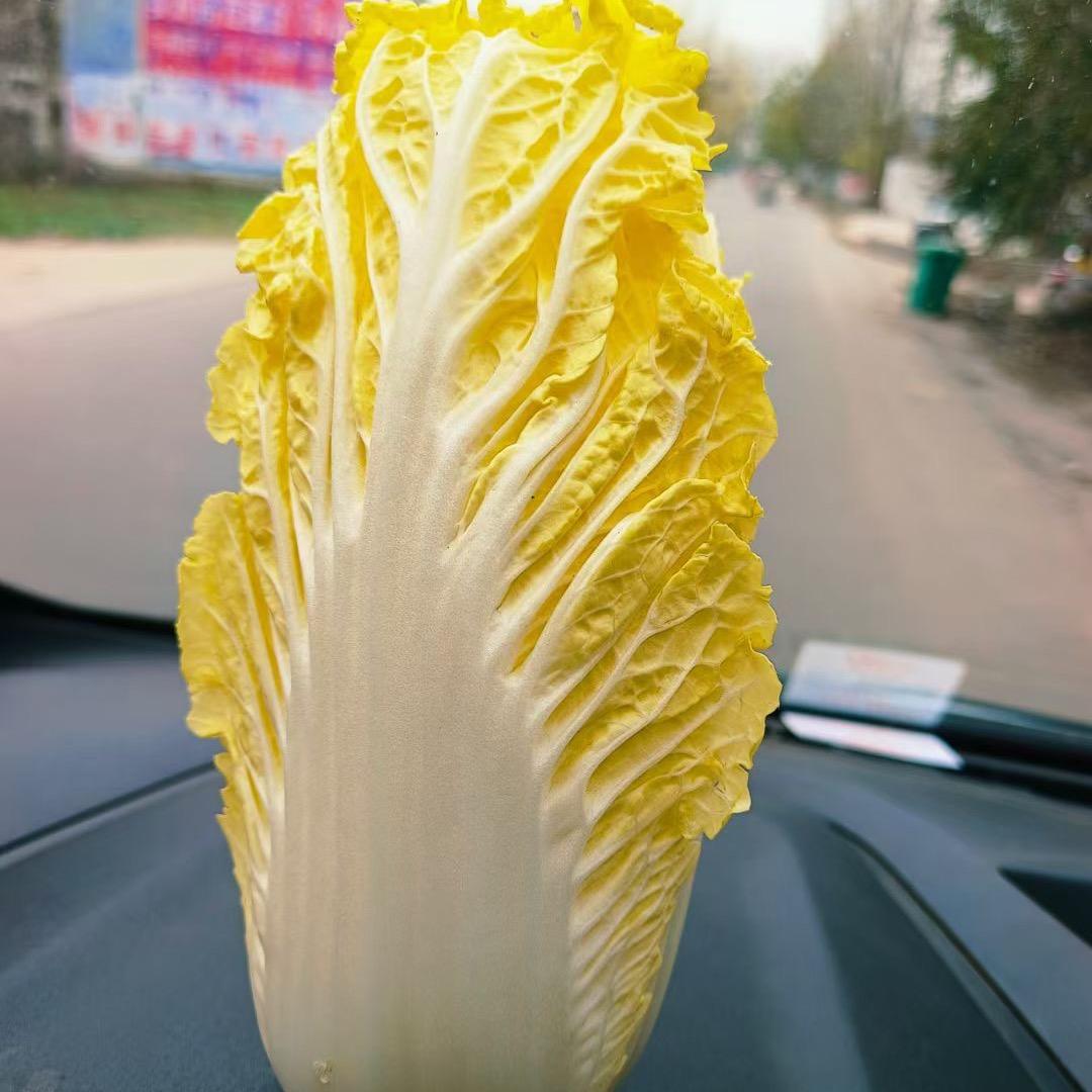 豫东鲜生（冷库出租）