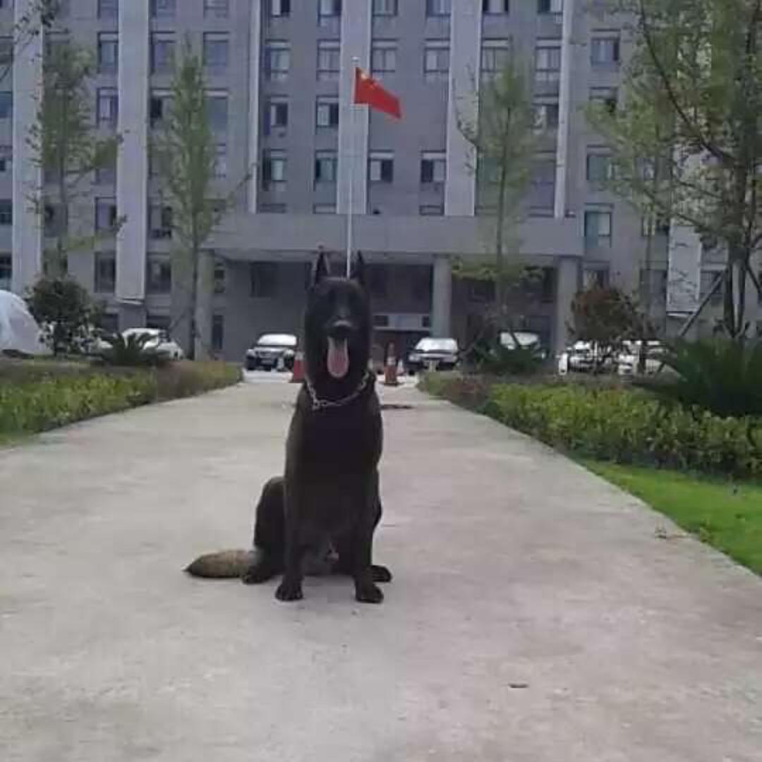 程姐：盘州市隆骏犬类培训基地