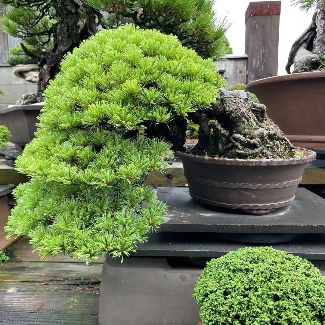 苏大盆景