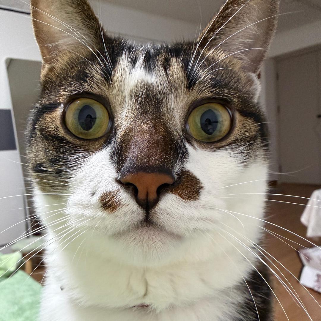 啾啾踩什么🐱(助眠版)