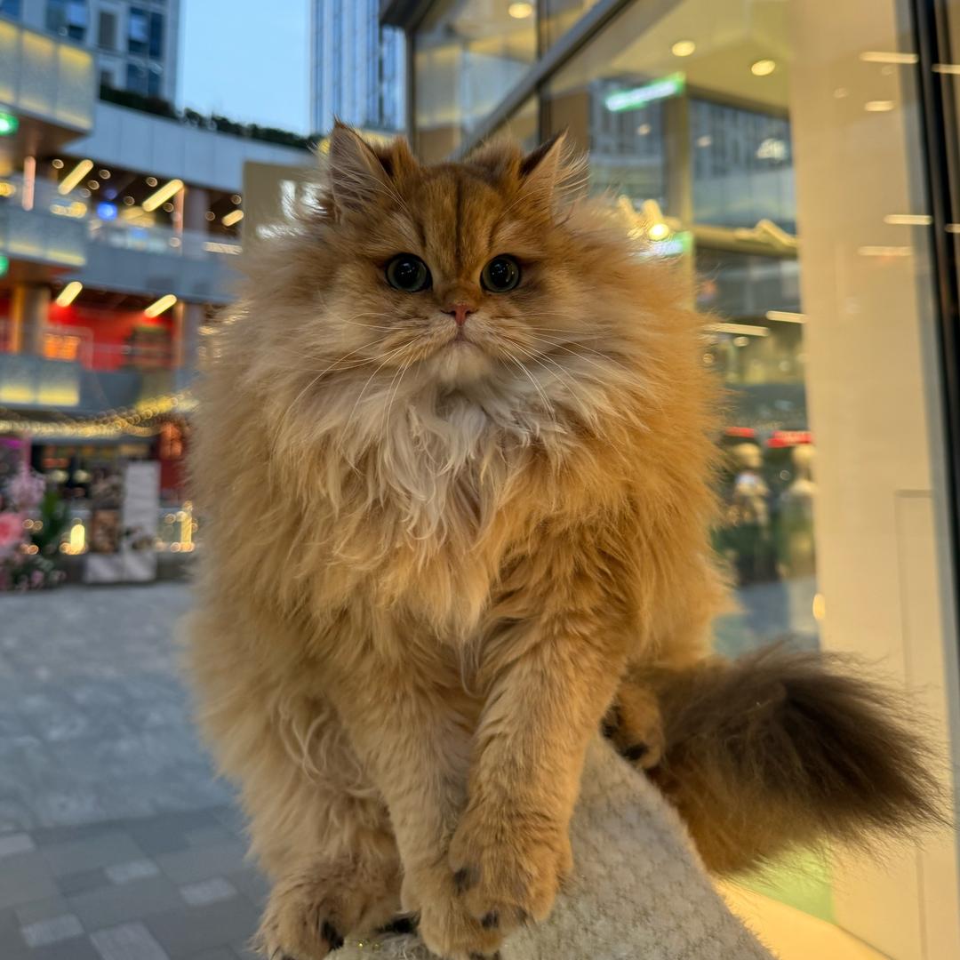 七七 猫舍