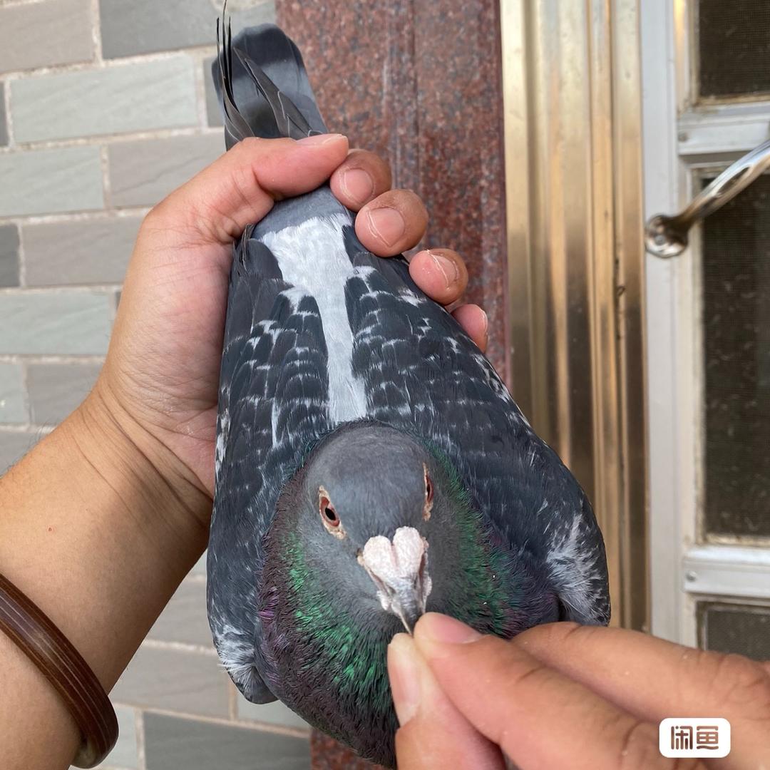 惠来：：乡村阿弟鸽业