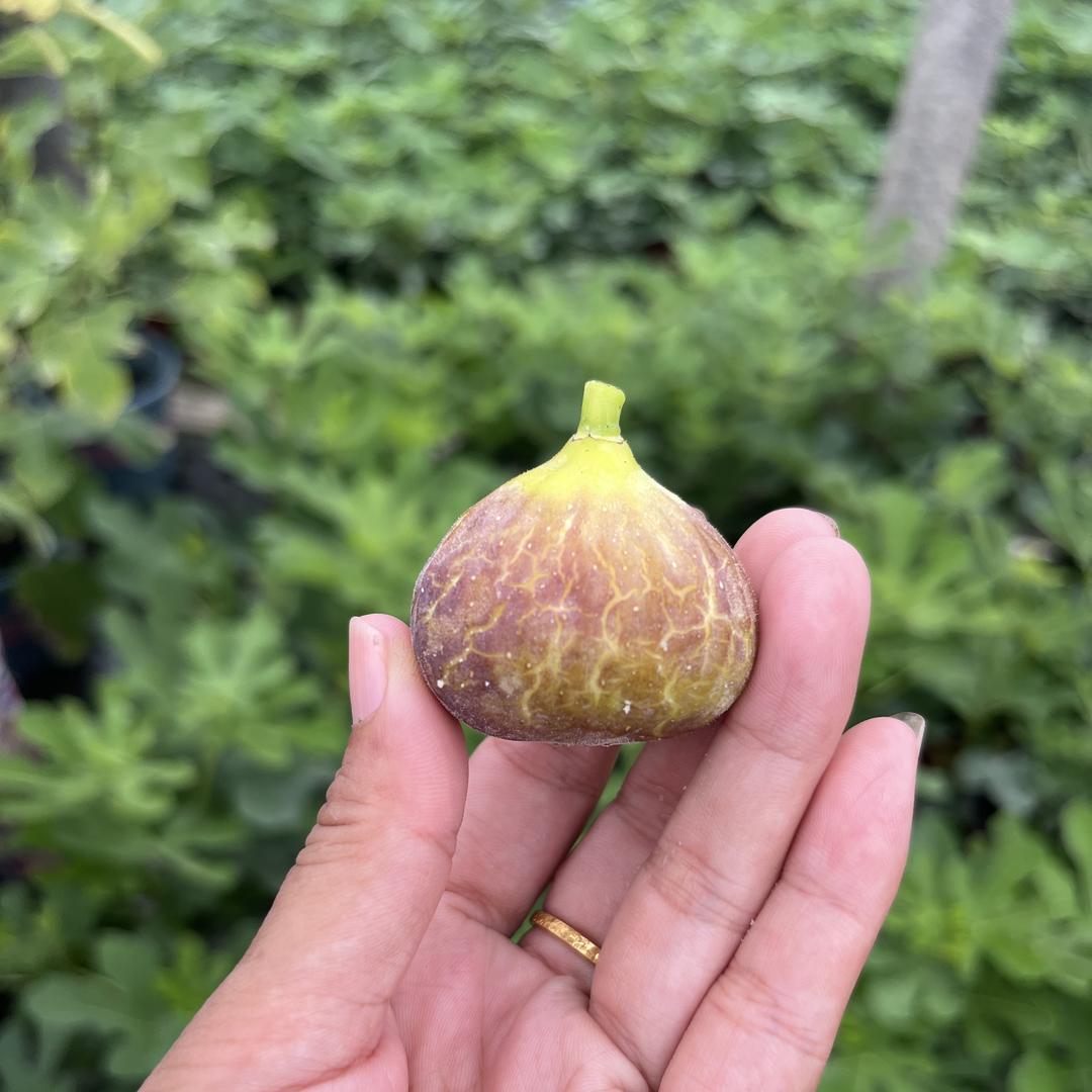 瓷音果树苗木专营店