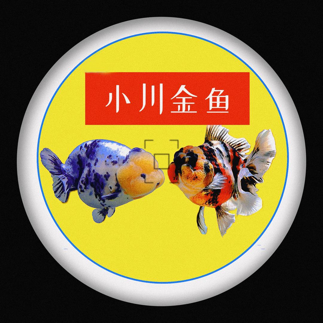 小川金鱼1