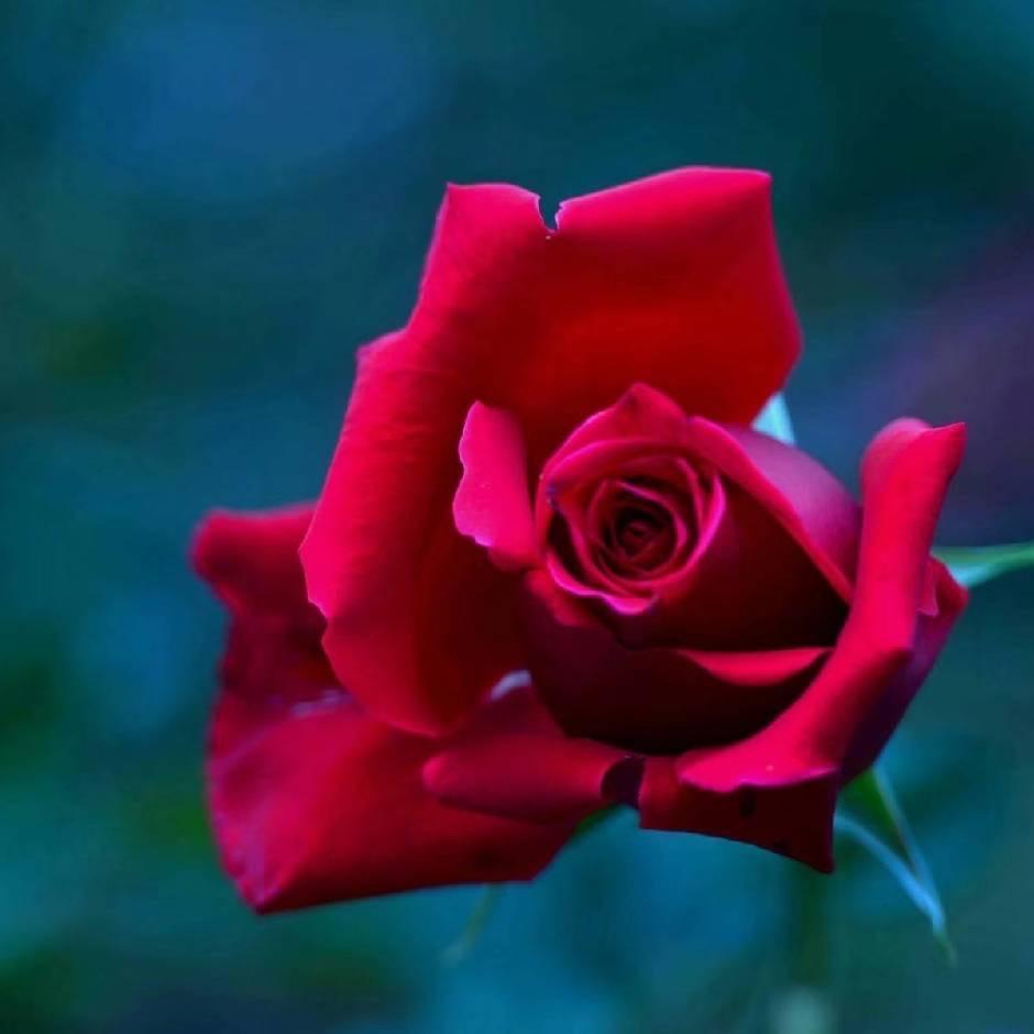 云南中药材种植