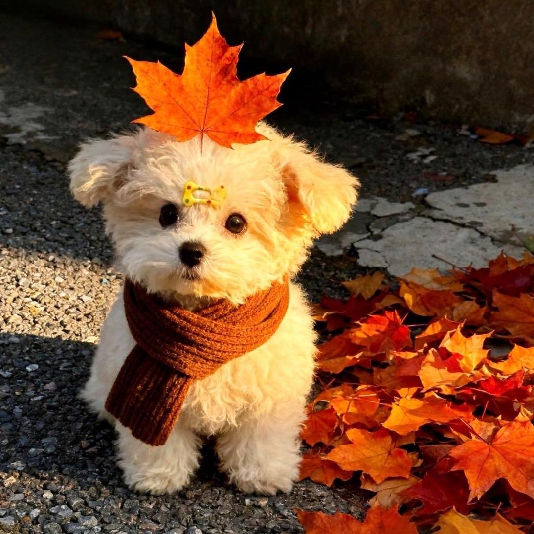 ੯‧̀͡ ζྀི)碎嘴美少驴