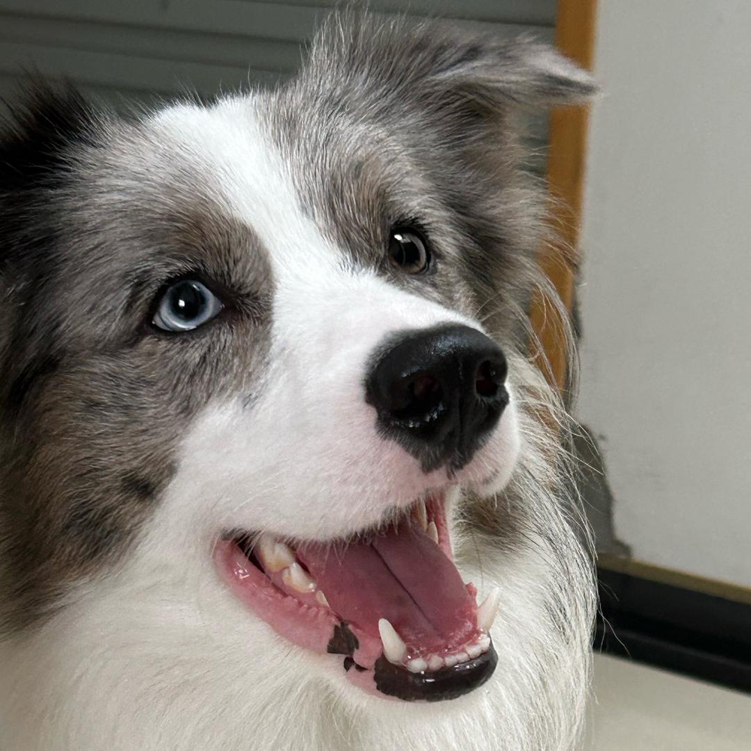 边牧Robin的成长日记