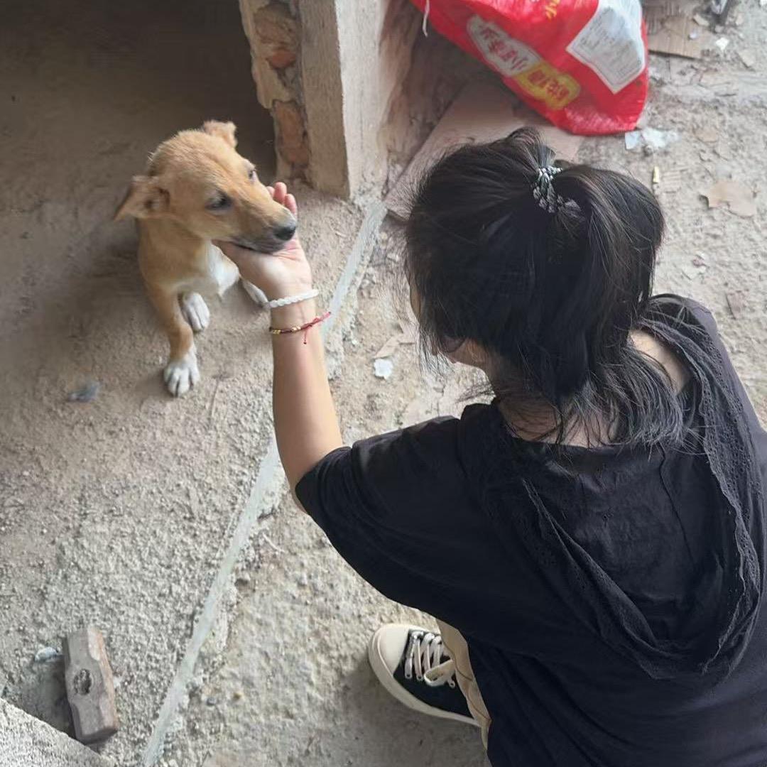 涛姐玩猎犬