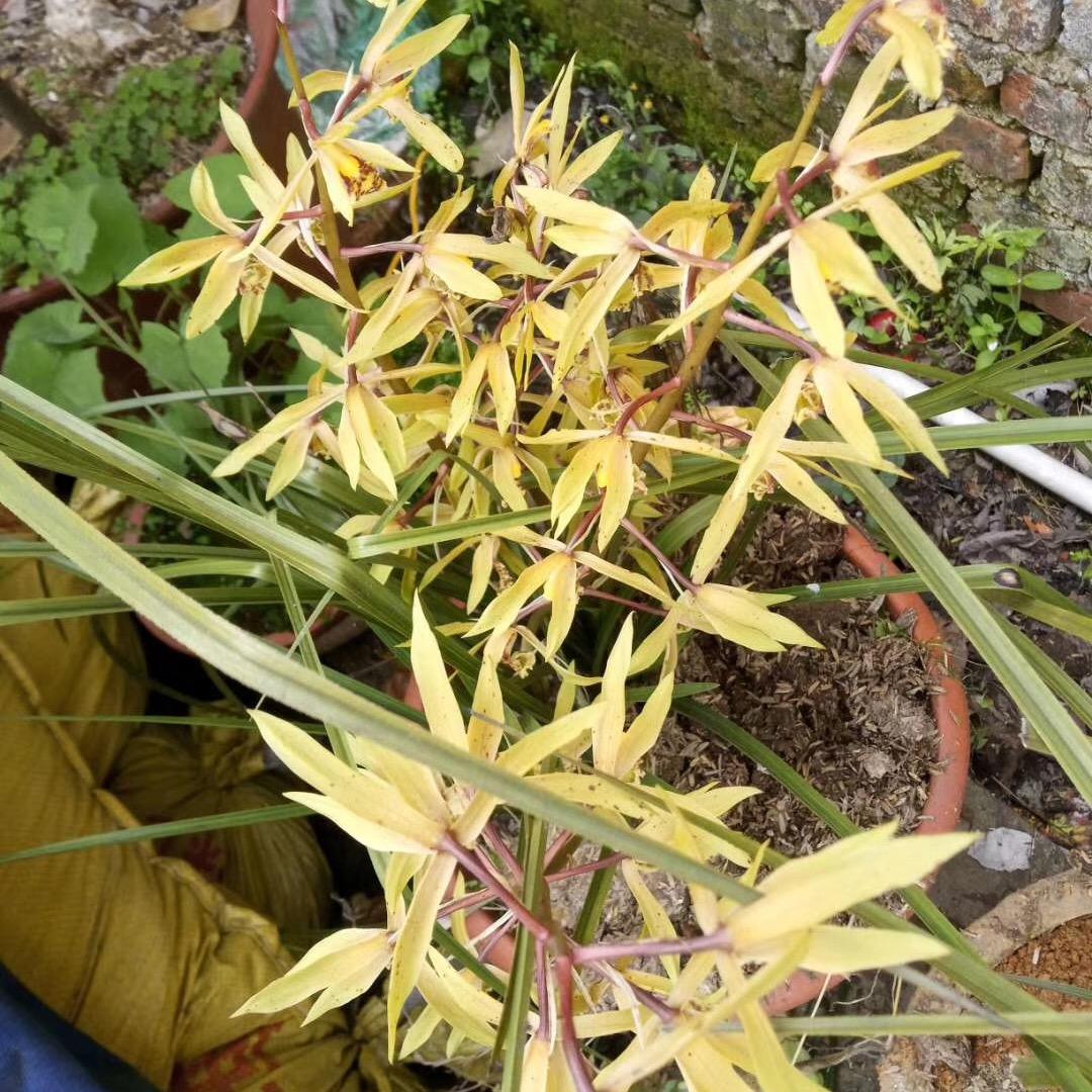 威良生态农业专业合作社（2）