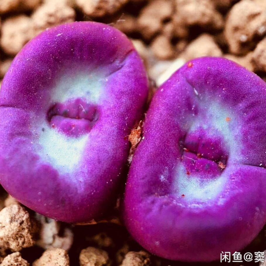 清晰园艺肉锥卖场