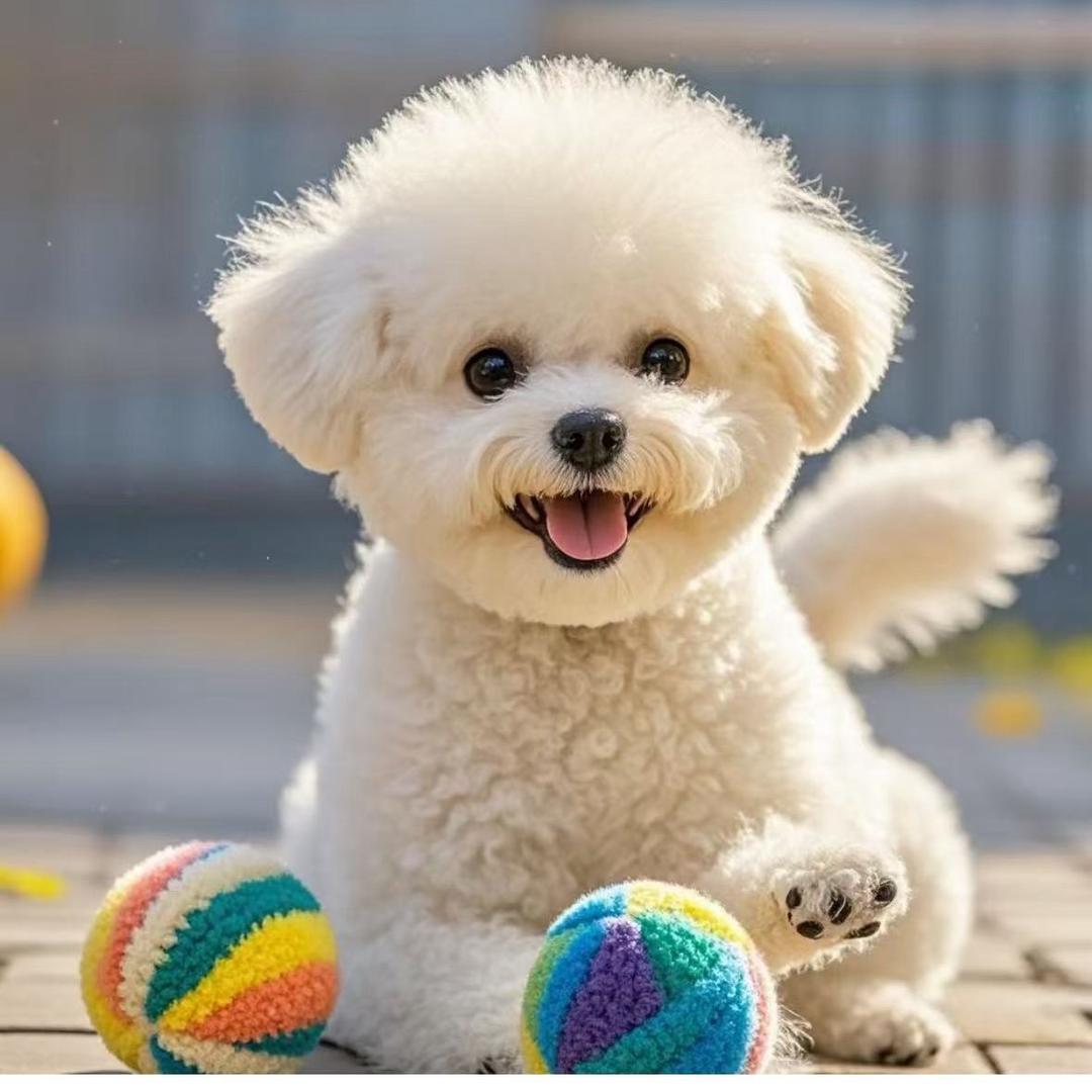 济南市济阳区莱米萌宠直播号