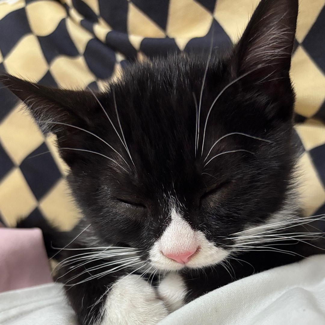 牛牛大王爱睡告告