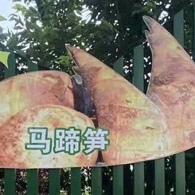 马蹄笋基地阿建