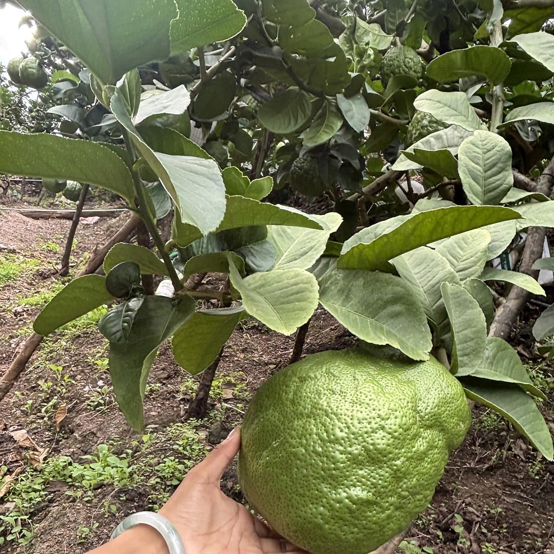 弥渡应彬种植园