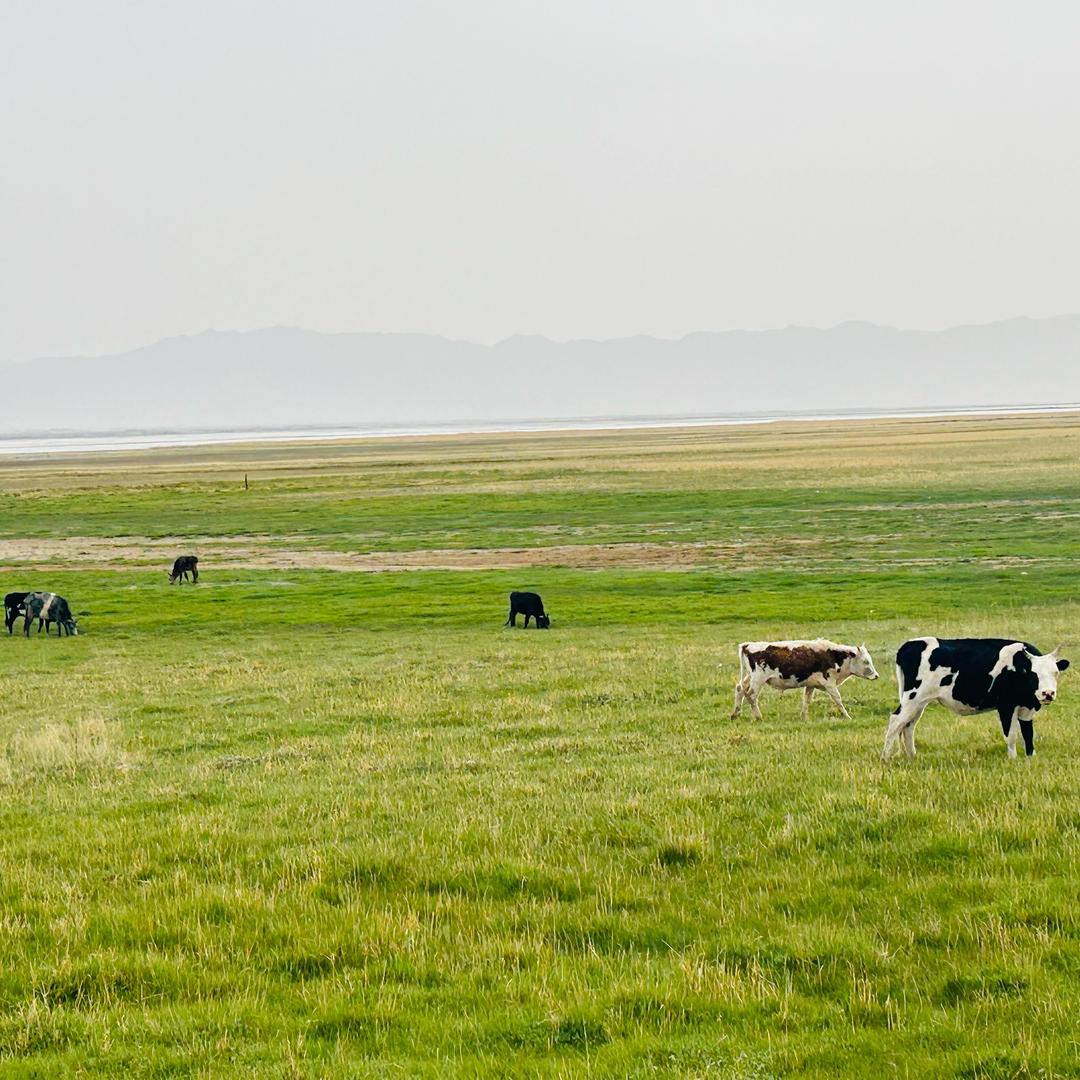 诗和远方的田野
