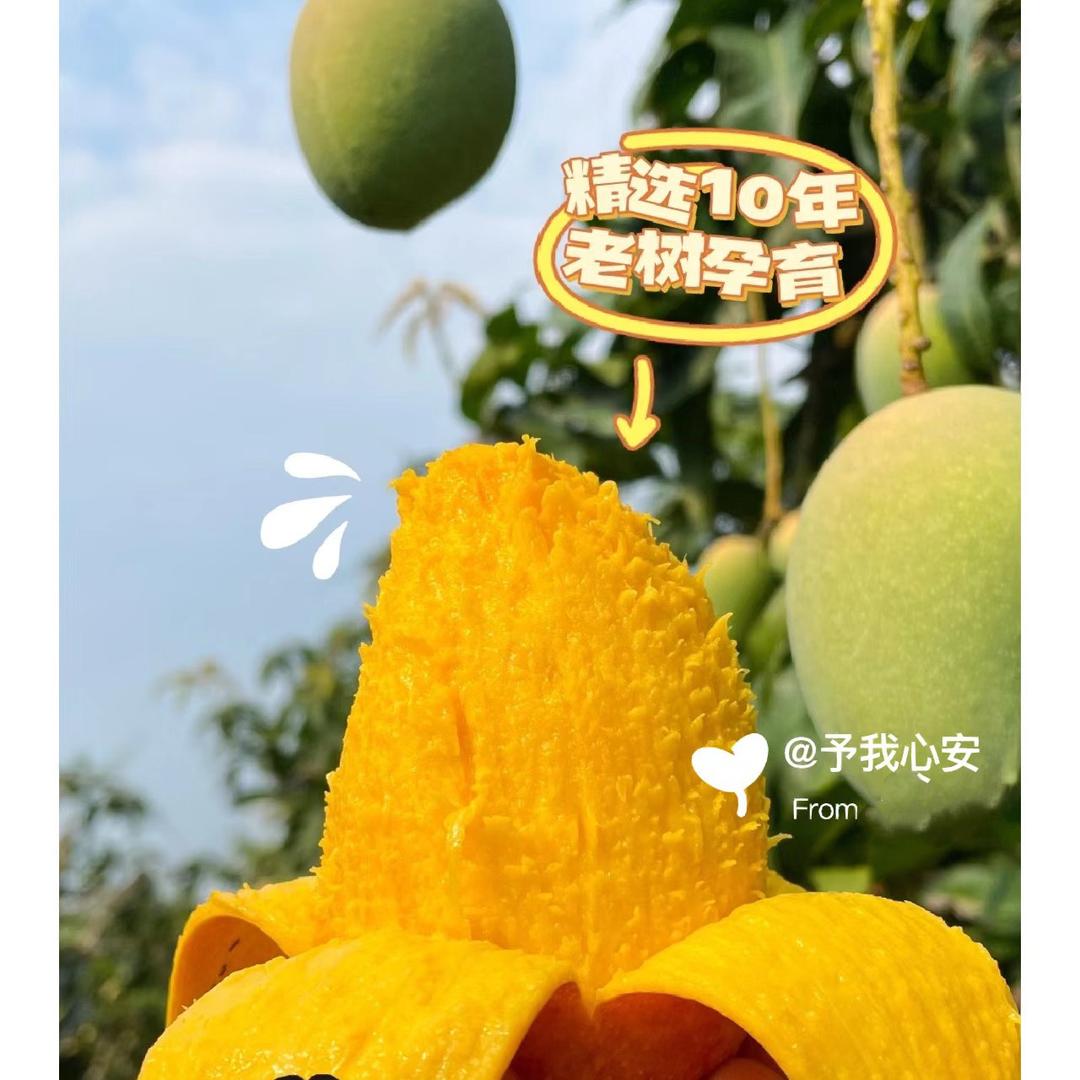 三姐带你天天吃芒果