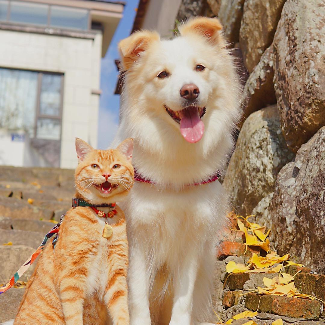 陈贝拉的陈多多和他的小猫们