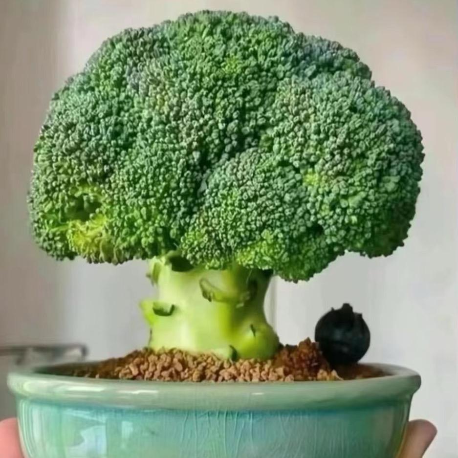 甜蜜蜜盆景基地