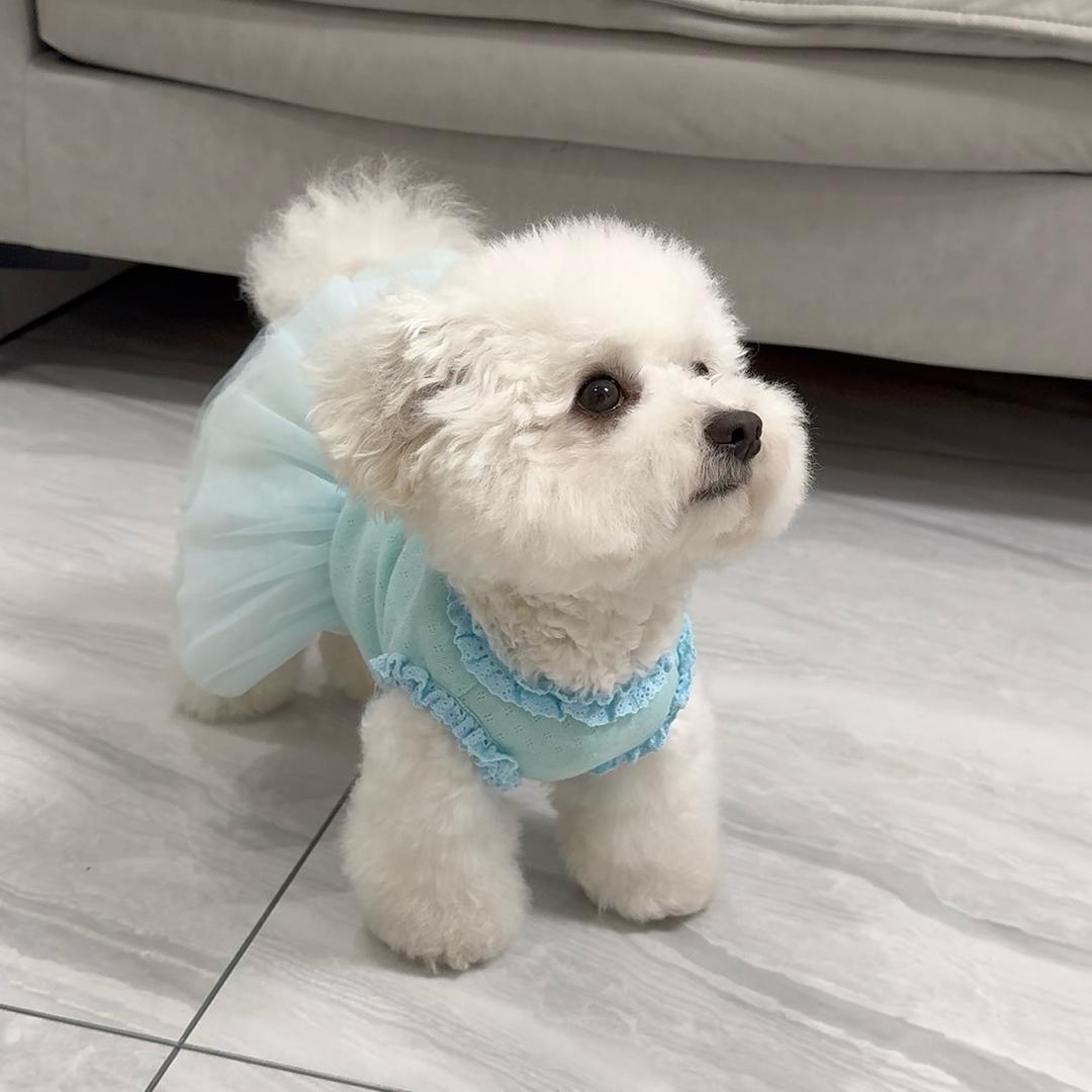 比熊Lucky