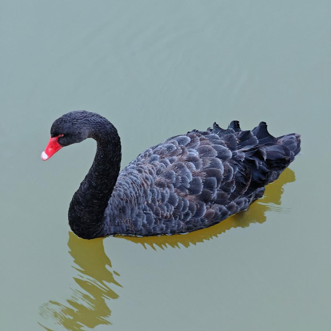 不要在吃宵夜啦🐷