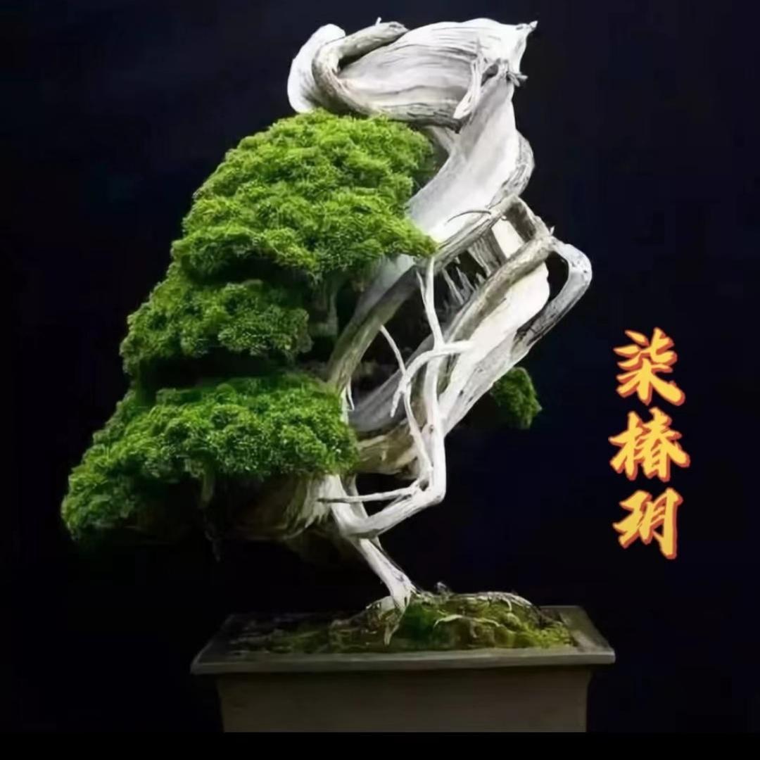 柒椿玥（小号）