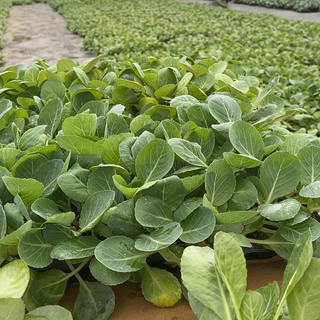 冠之优蔬菜基地