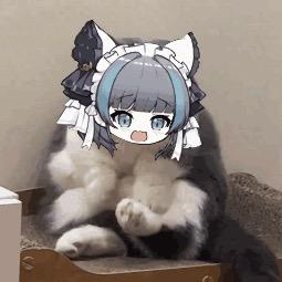 小耶猫