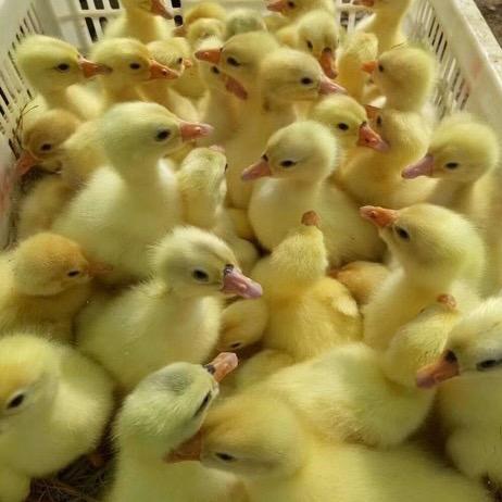 老徐孵化场同富孵化