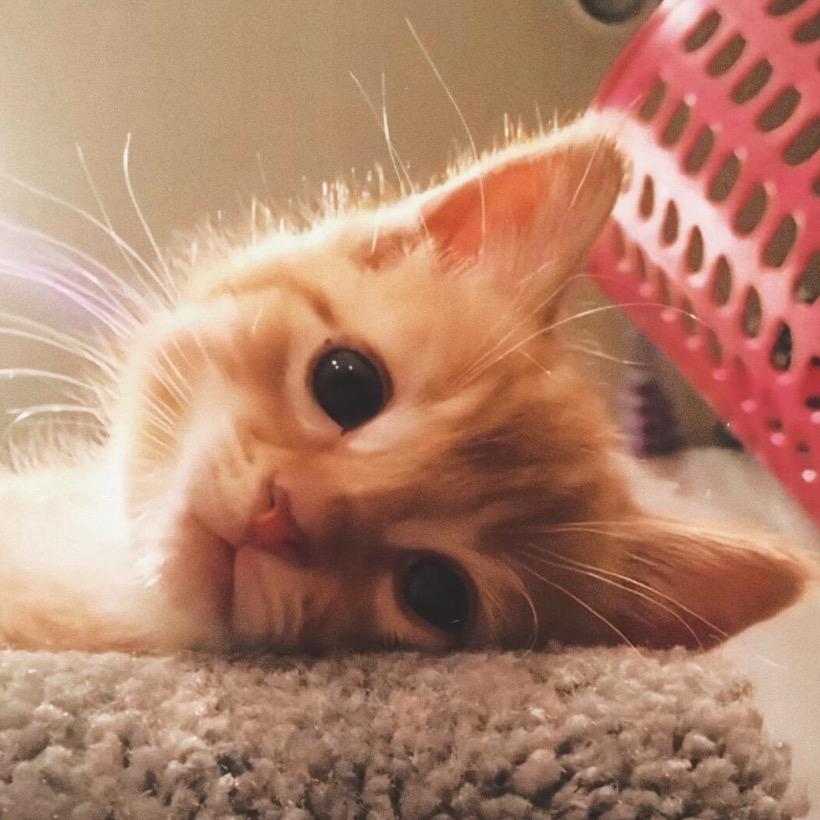 听歌的猫^