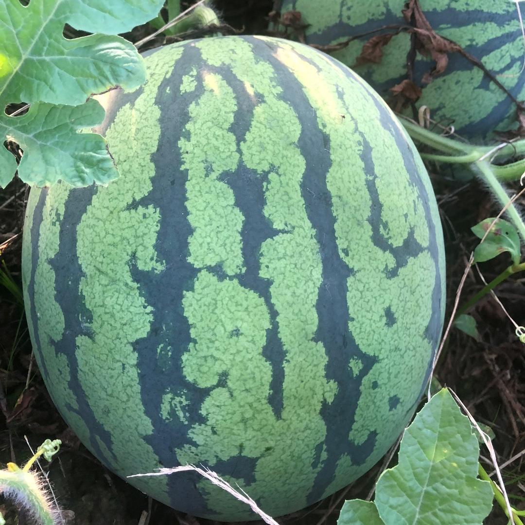 露天西瓜种植户