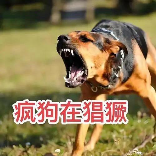 祝云飞（河北啊浩团队）